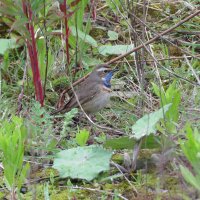 Tom Middleton (@middy_birding) 's Twitter Profile