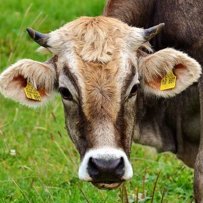 Animal Health Systems Kenya serves animal farmers by providing knowledge, affordable tools & machinery to support animal production and rearing activities.
