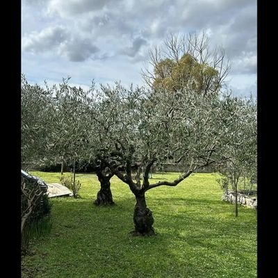 Giovantoniotw's profile picture. 