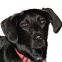 Zeppelin (@zeppelin1) 's Twitter Profile
