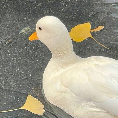 pcdp_'s profile picture. supposed to be fun***