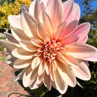 paula_mccombe (@mccombepaula) 's Twitter Profile