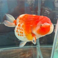 金魚屋 仁 (@kingyoyajin) 's Twitter Profile Photo 金魚屋 仁 (@kingyoyajin) 's Twitter Profile Photo