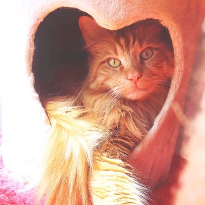pocomomomo's profile picture. メインクーン10歳ちゃももです🐈⸒⸒⸒⸒口の中に悪性腫瘍ができてしまい、今は食道チューブを入れています。現在は電気化学療法を行っています。クラウドファンディングは実施できなくなりましたが、毎日頑張るちゃももにエールを送って頂けたら幸いです✊🏻🍀
