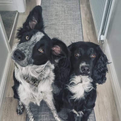 My name is Oscar and I'm a 3/yo spaniel, and my sister is a collie called Alfa, she is 2/yo. We have just introduced Poppy & Pippa to our pack!
