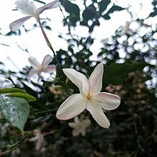 DoctorAlSyria's profile picture. 