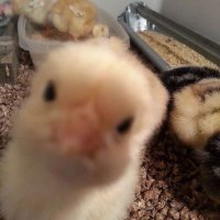 K. (@unicornnetold) 's Twitter Profile