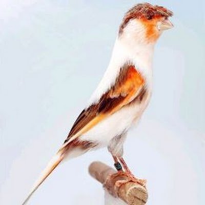 Azizb0709's profile picture. $FAN Maxi
Sahara #0043370