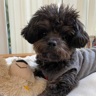 kocchan_acc's profile picture. チワプー♂ 🎂2023.9.22 と関西人の主👧🏻