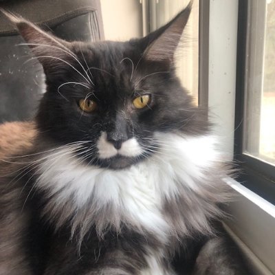 BootsIMaineCoon's profile picture. Follow for cute picts of a Cute Mainecoon kitty from kitty to adult.