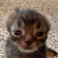 LupusLamontMcCrimplefiggen98 (@lupuslamont) 's Twitter Profile