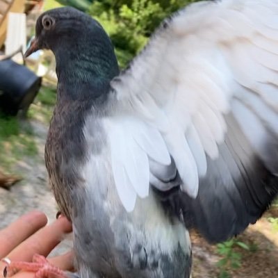 healthydefiance's profile picture. Life rights for all sentient is no debate. God first or nothing is truth.