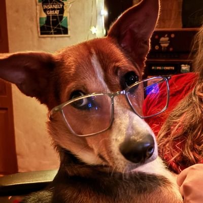 overfrendlydog's profile picture. overly friendly opinionated dog