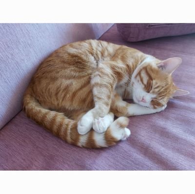 sceren7346's profile picture. 