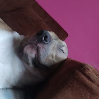 Saulroxal's profile picture. solo Sam/dani💐
gatos❤
y ya xd