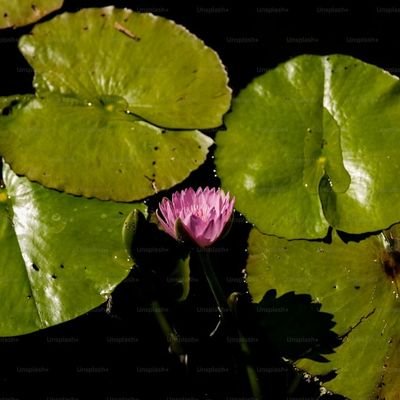 PonthiusBrait's profile picture. Gemini programmer😎