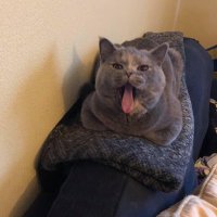 RosyPosy 🌹 (@rosyposy_kitteh) 's Twitter Profile