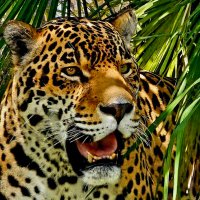 Astro Jaguar (@astrojaguar) 's Twitter Profile