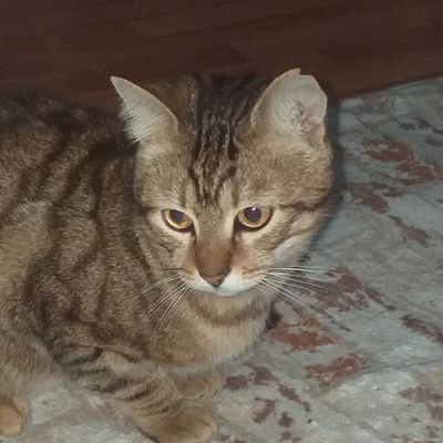 neclayksel2's profile picture. 