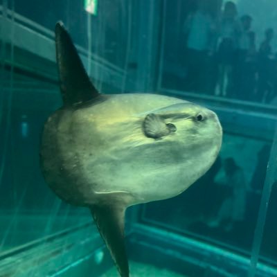 おさかな🐡さんのプロフィール画像