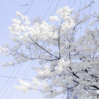 Den ❄️ (@soobluuu) 's Twitter Profile