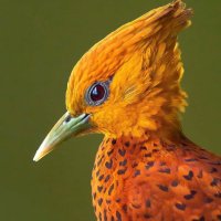 Birds Perfection(@PazyBirds) 's Twitter Profile Photo