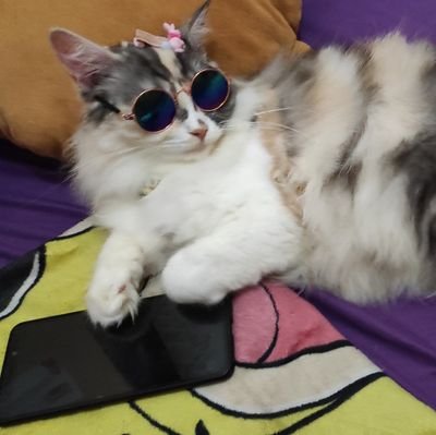 kha_fishy's profile picture. Iam an ELF, NCTzen (.◜◡◝) 💙💚 |always supports  SUJU & NCT| 이 동해, 이 제노, 나 재민 |Korean Lover's