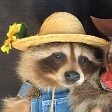 imsxphie's profile picture. 23. 🦀 ;; ingeniería, videojuegos y cobayos.