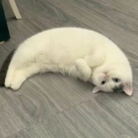 azalea (@southpernova) 's Twitter Profile