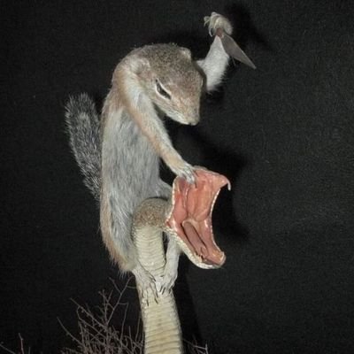 Souri_Cat's profile picture. 