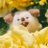 hooo_s_hiii