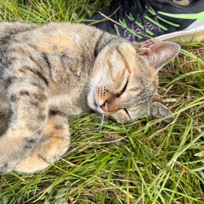 tokage71's profile picture. 野鳥観察が好きです。 猫も好きです。鹿島アントラーズサポです。勝手にフォロー、コメント💬すいません🙏仲良くしてください🙌