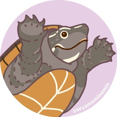 2021年よりミシニ2匹を飼うようになってから🐢の虜になりました。(先代かめちゃんとカメちゃん2023年7月永眠)2代目2023年9月~ミシニのすーちゃんとぽんちゃん。主にミシニ時々関西にいるスッポンや🐢達を載せている感じです。(撮影日は順不同) 可愛いアイコンは八重山みなみん様から頂きました 🐢💕