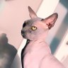 Hishiga666's profile picture. 