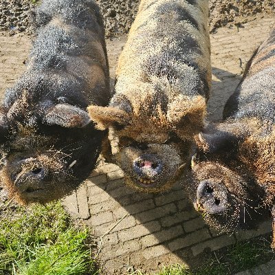 nikilinders's profile picture. Brit in the NL.