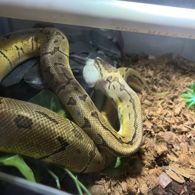 I love my wife, motorcycles and Snakes. Check out my Boy Floki! Lemon Blast Ball Python. Wife beat Leukemia! Follows Norse Paganism.