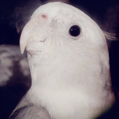 whoami_ch_'s profile picture. 