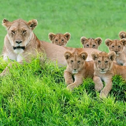 Contact with to experience the magnificent Maasai mara in Kenya DM you're tour's trusted partners