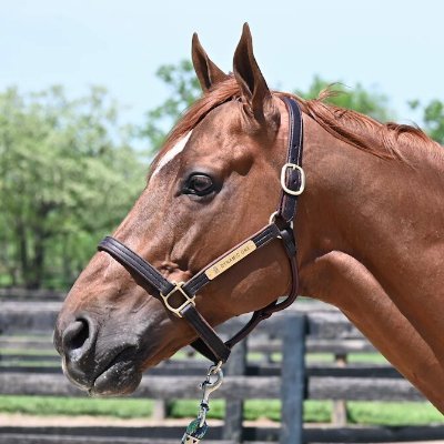 Fan page of #PhippsStable-bred DYNAMIC ONE. #KyDerby alum won the G2 Suburban Stakes, Curlin Stakes, Blame Stakes. Retired 2024 with nearly $750k earnings.