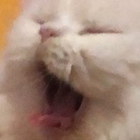 ᴍʜᴀ (@lesadolphin) 's Twitter Profile Photo ᴍʜᴀ (@lesadolphin) 's Twitter Profile Photo