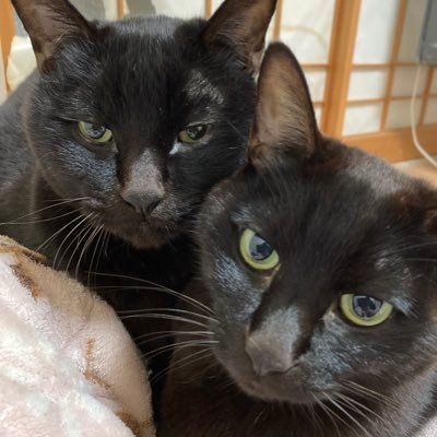 双極性障害🤩ナルコレプシー😪子宮頚がん☺️家族は黒猫兄弟🐈‍⬛ 息子、孫2人🥰 空手フルコン始めました🥋BD✨朝倉未来✨朝倉海✨BOOWY🎤2024COMPLEX参戦🎸超RIZIN3朝倉未来応援シート1列目観戦👀1207布袋武道館参戦🎸BD14埼アリ観戦👊2025.5.4東京ドーム参戦するぞ🔥