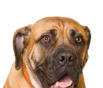 LoveMastiff's profile picture. I just can't stand don't-have-my-own-opinion, can't-think-on-my-own, just-tell-me-what-to-think, always-blaming-others, Nakomsu zombie liberals!