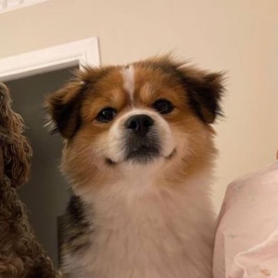 ssato99's profile picture. お笑いって身体にも良い