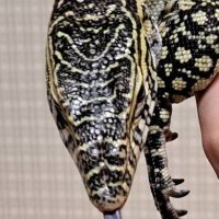とげ (@nile__python) 's Twitter Profile