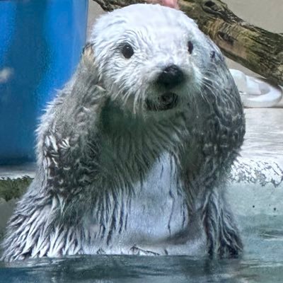 penguincat47's profile picture. 2024.5-動物専用アカウント始めてみました！ よろしくお願いします。羽村動物園へよく行きます🦒他 井の頭、多摩、埼玉こども、上野など！たまに遠征。猫2+1匹飼ってます🐈動物はみーんな大好きです。色んな動物の写真載せます。