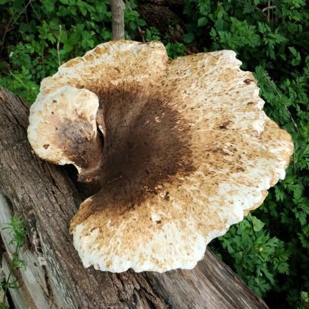 SlipperSoupSeal's profile picture. Gnoticer