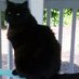 Burley'sMom (@burleythecat) Twitter profile photo Burley'sMom (@burleythecat) Twitter profile photo