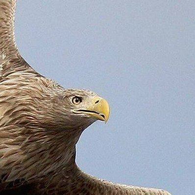 kalexvik's profile picture. follow me = follow you