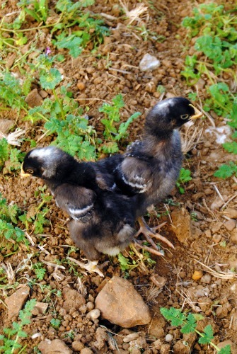 2ChicksNDirt's profile picture. Learning to Homestead and Homeschool on a Tight Budget. Sharing what we discover on farming, animal raising, self reliance & great DIY projects.