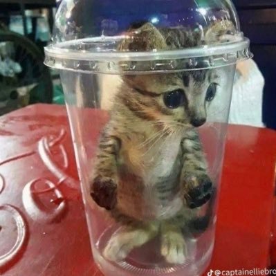 CryingOnAcid's profile picture. 🥴